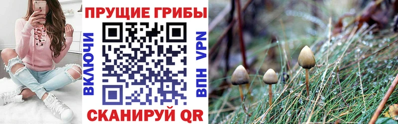 blacksprut ТОР  Фатеж  Псилоцибиновые грибы прущие грибы 